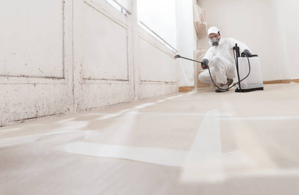 24/7 Emergency Basement Mold Removal experts in Kenvil, NJ